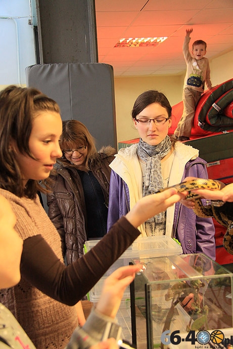 24/32 Gorzów: Pokaz kotów rasowych