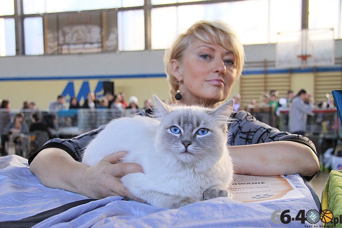 25/32 Gorzów: Pokaz kotów rasowych