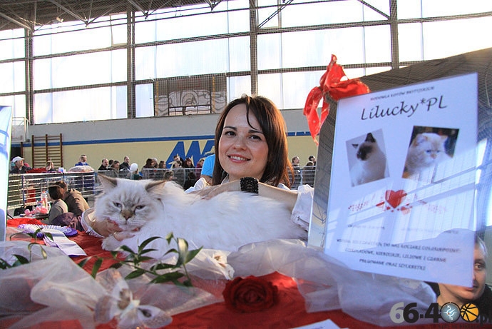 26/32 Gorzów: Pokaz kotów rasowych