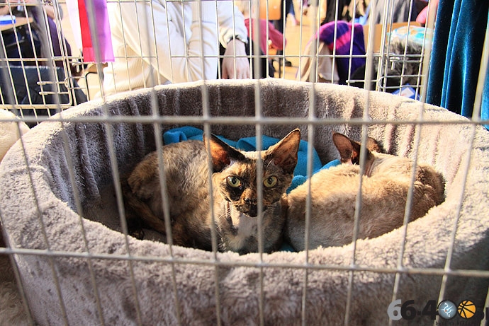 27/32 Gorzów: Pokaz kotów rasowych