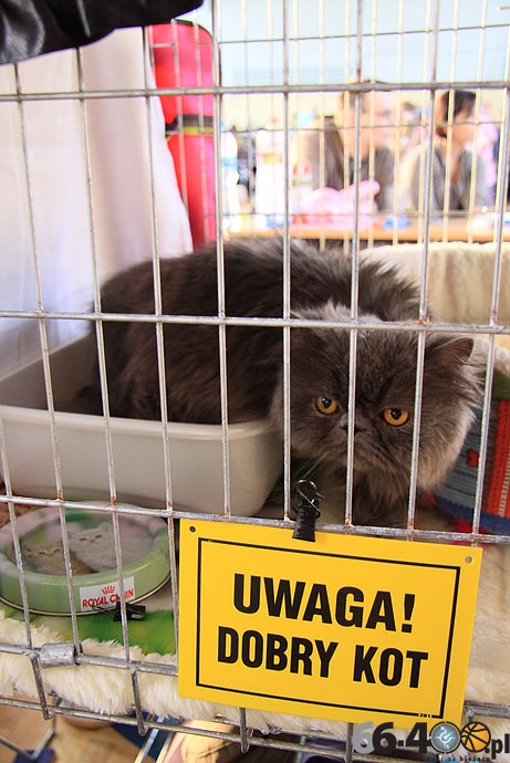 28/32 Gorzów: Pokaz kotów rasowych