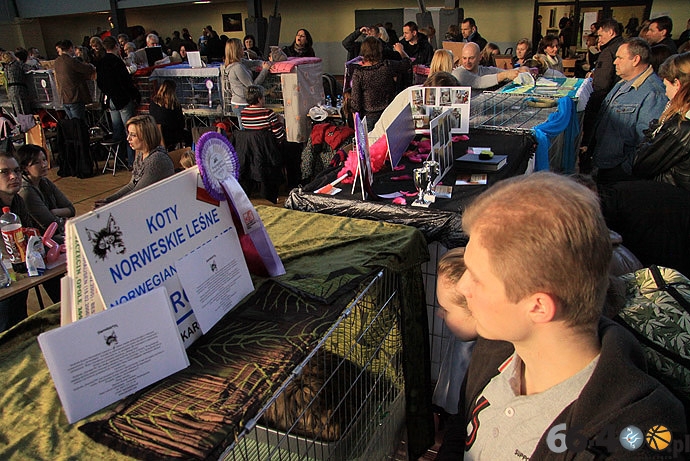 29/32 Gorzów: Pokaz kotów rasowych