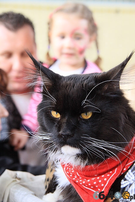 30/32 Gorzów: Pokaz kotów rasowych