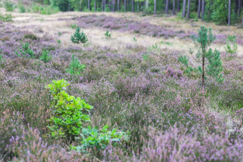 1/9 Suche Wrzosowiska w Nadleśnictwie Kłodawa
