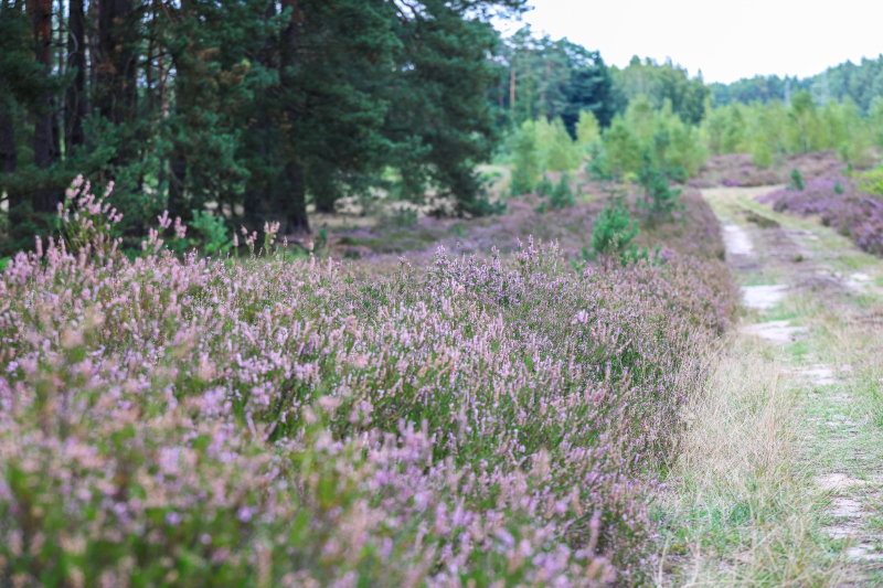 2/9 Suche Wrzosowiska w Nadleśnictwie Kłodawa