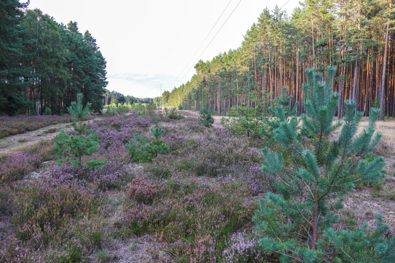 3/9 Suche Wrzosowiska w Nadleśnictwie Kłodawa