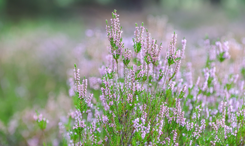 4/9 Suche Wrzosowiska w Nadleśnictwie Kłodawa