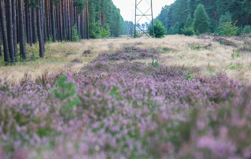 5/9 Suche Wrzosowiska w Nadleśnictwie Kłodawa