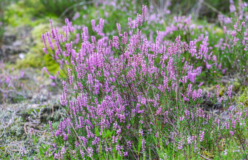 6/9 Suche Wrzosowiska w Nadleśnictwie Kłodawa