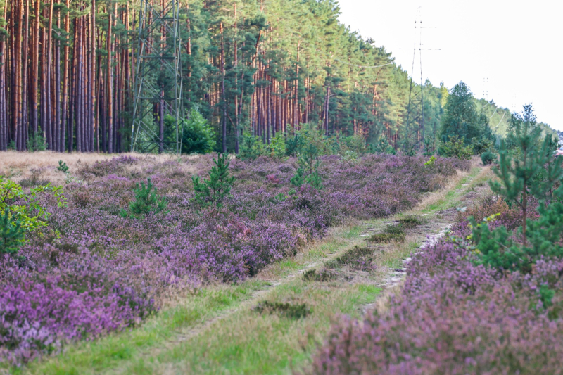 7/9 Suche Wrzosowiska w Nadleśnictwie Kłodawa