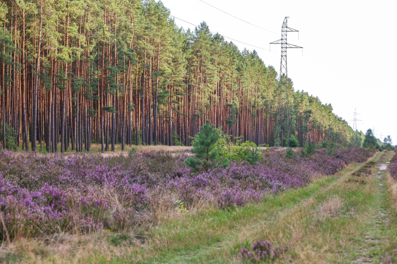8/9 Suche Wrzosowiska w Nadleśnictwie Kłodawa