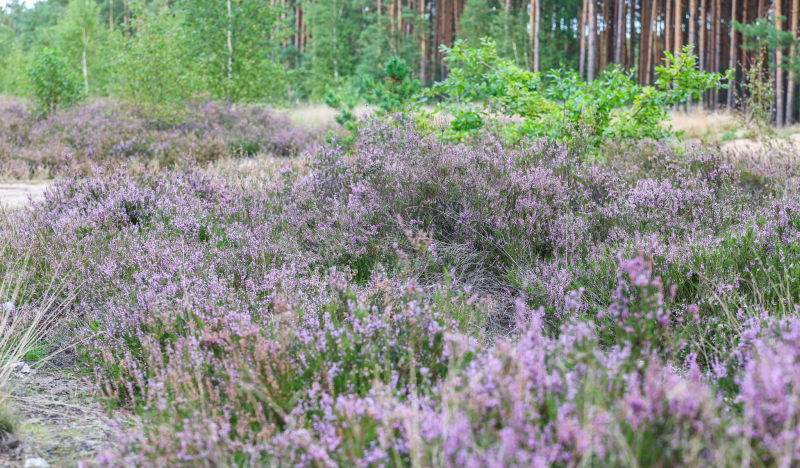 9/9 Suche Wrzosowiska w Nadleśnictwie Kłodawa