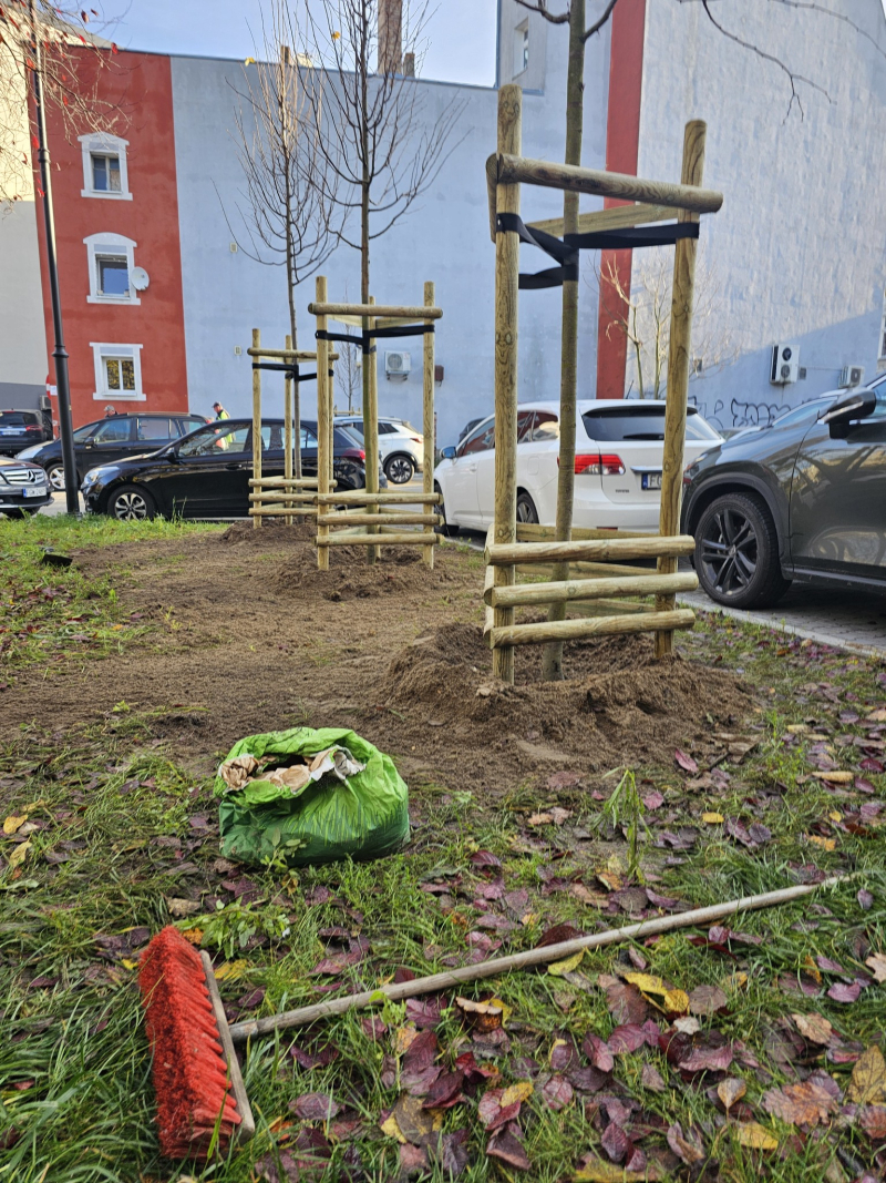 2/4 Jesienne sadzenie drzew w Gorzowie