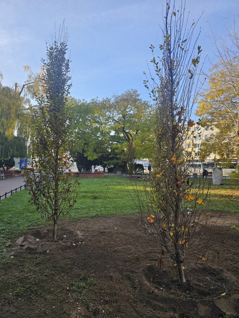 3/4 Jesienne sadzenie drzew w Gorzowie