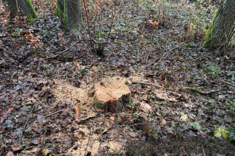 2/3 Próba kradzieży drewna w lesie w powiecie strzelecko-drezdeneckim