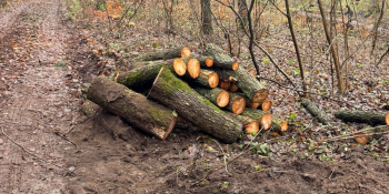 Próba kradzieży drewna w lesie w powiecie strzelecko-drezdeneckim