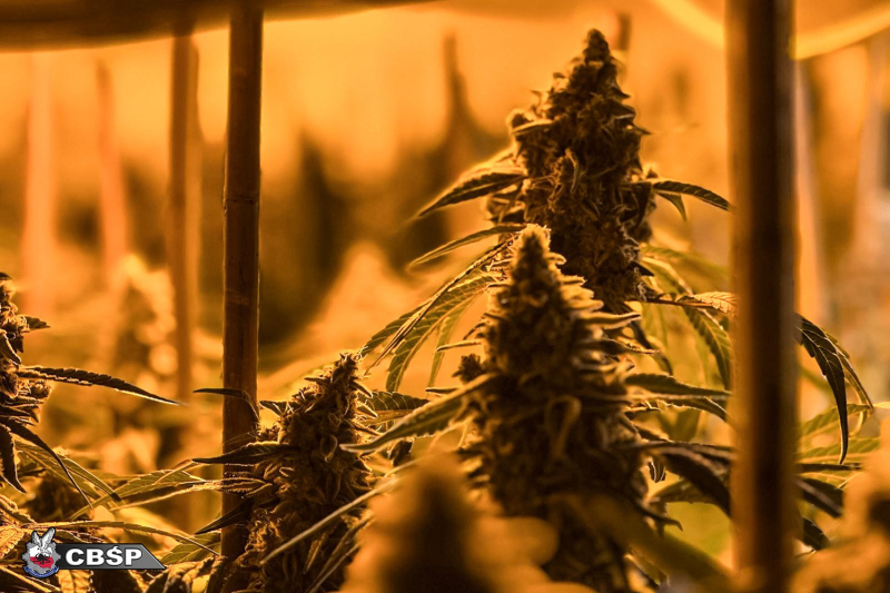 7/9 CBŚP rozbiło międzynarodową grupę przestępczą