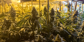 CBŚP rozbiło międzynarodową grupę przestępczą