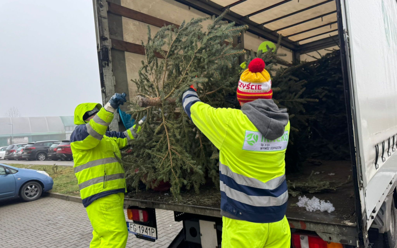 1/9 Choinka dla Alpaki 2026 - zbiórka choinek w Gorzowie
