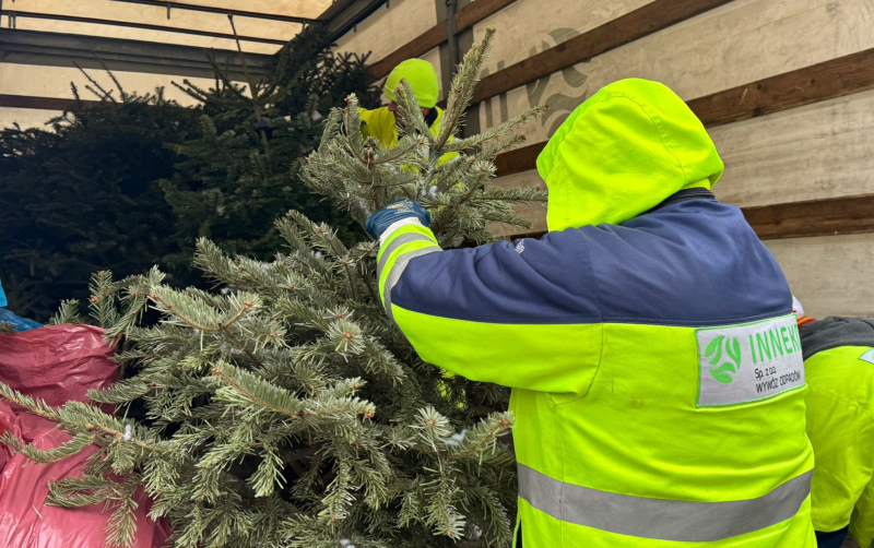 2/9 Choinka dla Alpaki 2026 - zbiórka choinek w Gorzowie