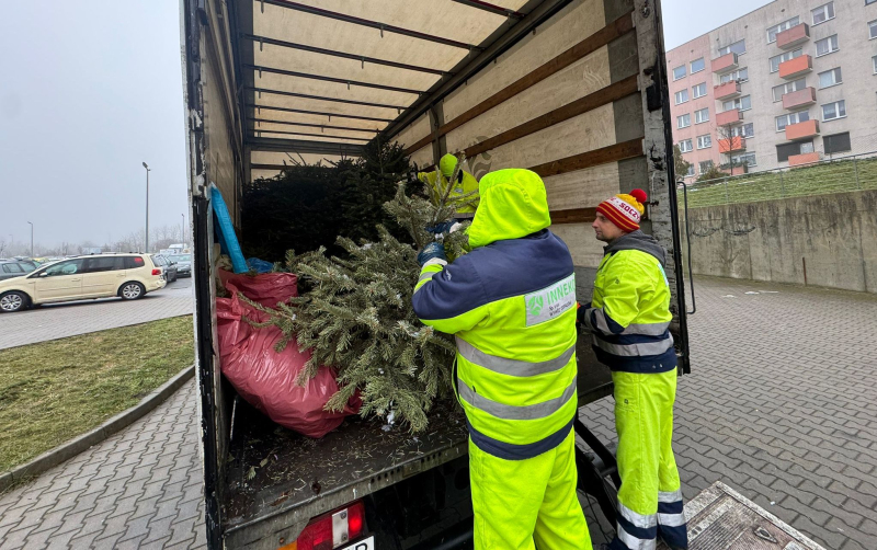 3/9 Choinka dla Alpaki 2026 - zbiórka choinek w Gorzowie