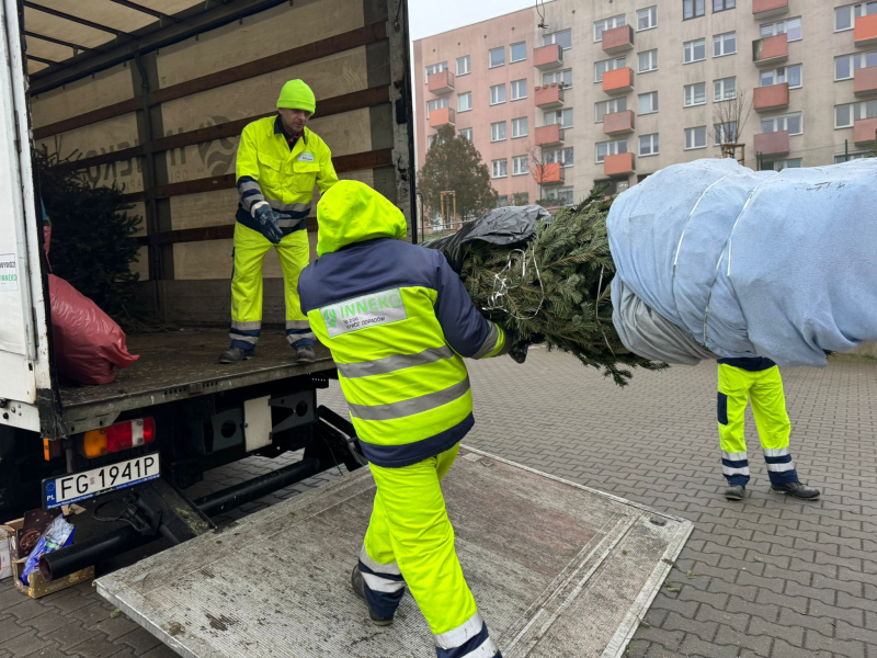 4/9 Choinka dla Alpaki 2026 - zbiórka choinek w Gorzowie