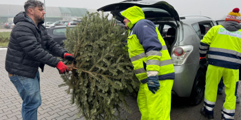 Choinka dla Alpaki 2026