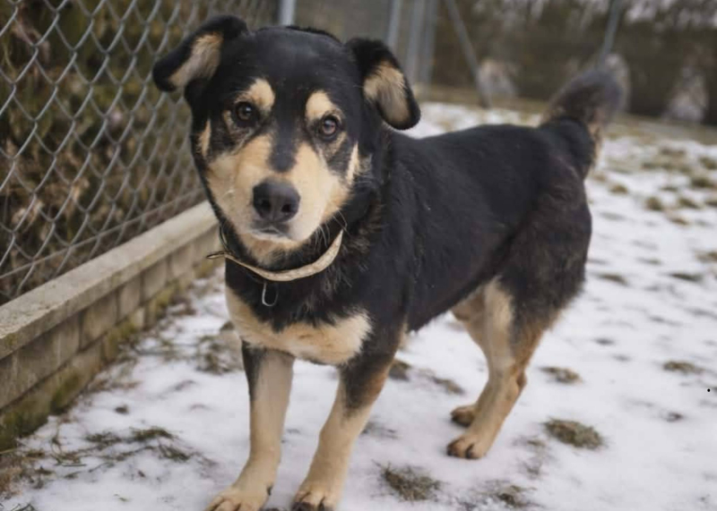 1/15 Skandaliczne warunki w jakich żyły trzy psy. Interwencja OTOZ Animals Gorzów