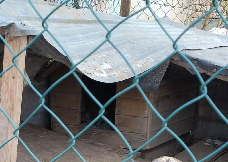 2/15 Skandaliczne warunki w jakich żyły trzy psy. Interwencja OTOZ Animals Gorzów