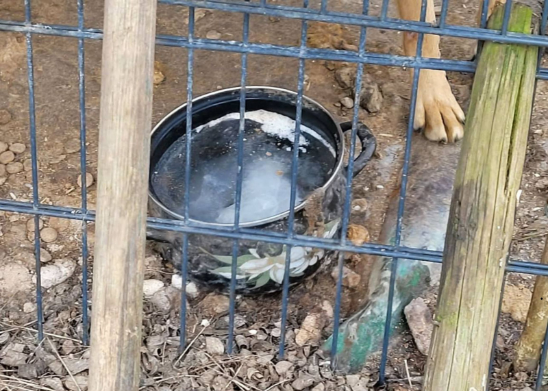 3/15 Skandaliczne warunki w jakich żyły trzy psy. Interwencja OTOZ Animals Gorzów