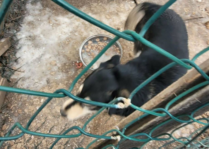 4/15 Skandaliczne warunki w jakich żyły trzy psy. Interwencja OTOZ Animals Gorzów