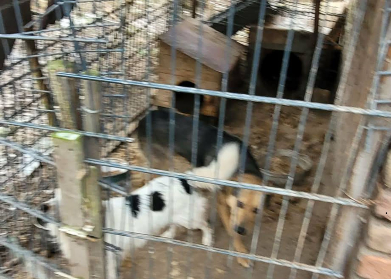 7/15 Skandaliczne warunki w jakich żyły trzy psy. Interwencja OTOZ Animals Gorzów