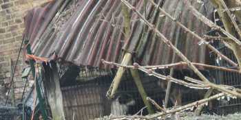 Skandaliczne warunki w jakich żyły trzy psy