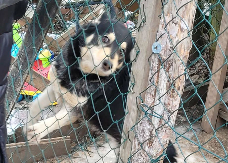 9/15 Skandaliczne warunki w jakich żyły trzy psy. Interwencja OTOZ Animals Gorzów