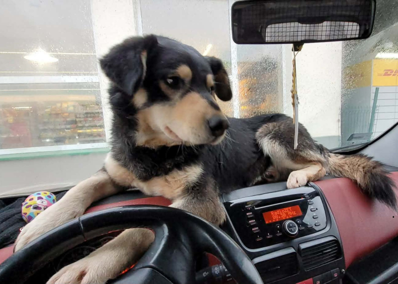 11/15 Skandaliczne warunki w jakich żyły trzy psy. Interwencja OTOZ Animals Gorzów