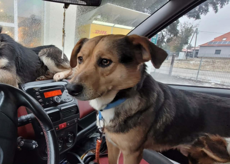 12/15 Skandaliczne warunki w jakich żyły trzy psy. Interwencja OTOZ Animals Gorzów