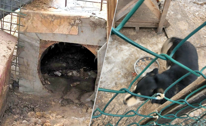 15/15 Skandaliczne warunki w jakich żyły trzy psy. Interwencja OTOZ Animals Gorzów