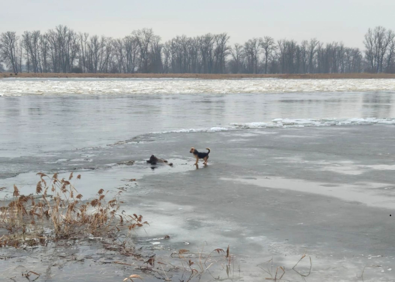 5/8 Pod psem na Odrze załamał się lód. Uratowali go strażacy