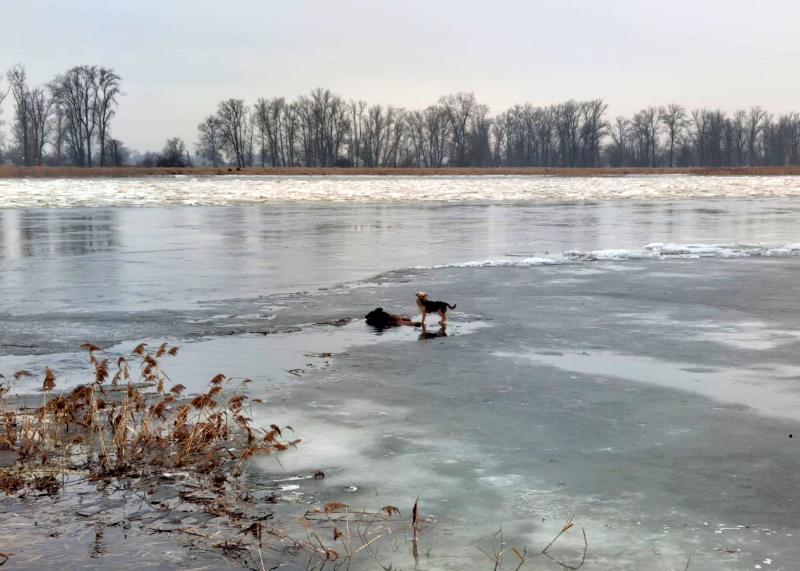 6/8 Pod psem na Odrze załamał się lód. Uratowali go strażacy