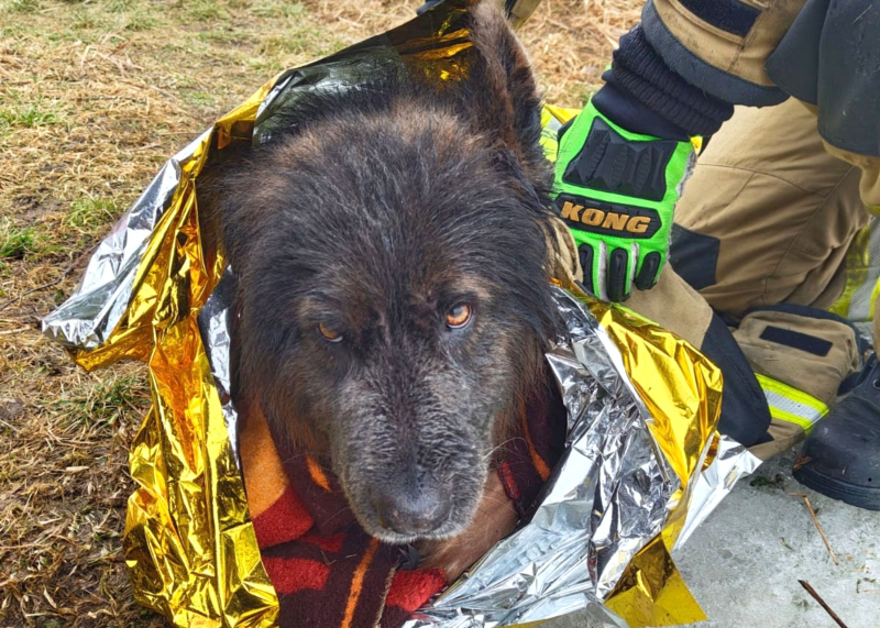 7/8 Pod psem na Odrze załamał się lód. Uratowali go strażacy