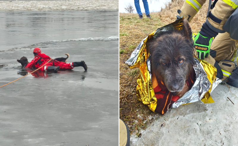 8/8 Pod psem na Odrze załamał się lód. Uratowali go strażacy