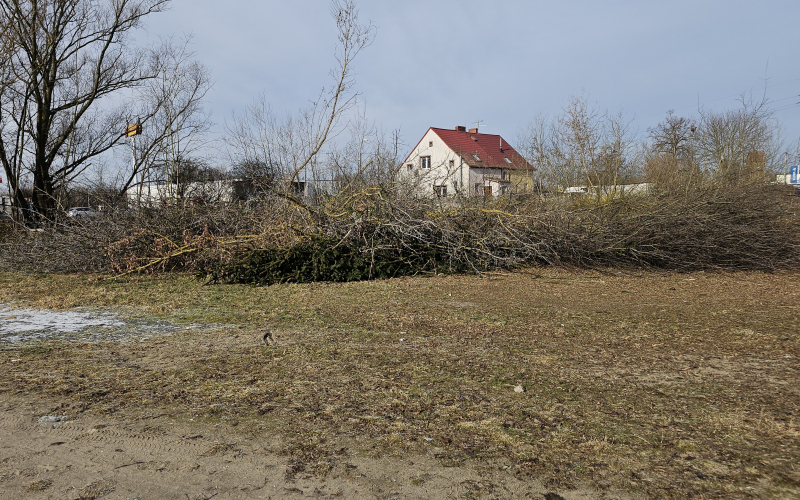 4/7 Wycinka drzew pod budowę Retail Parku na Zakanlu