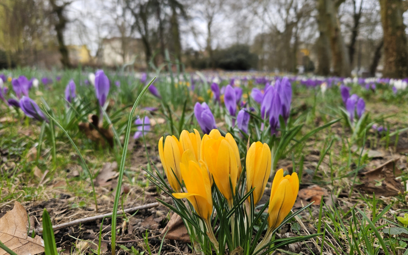 1/7 Dywan z kwitnących krokusów w parku Wiosny Ludów w Gorzowie