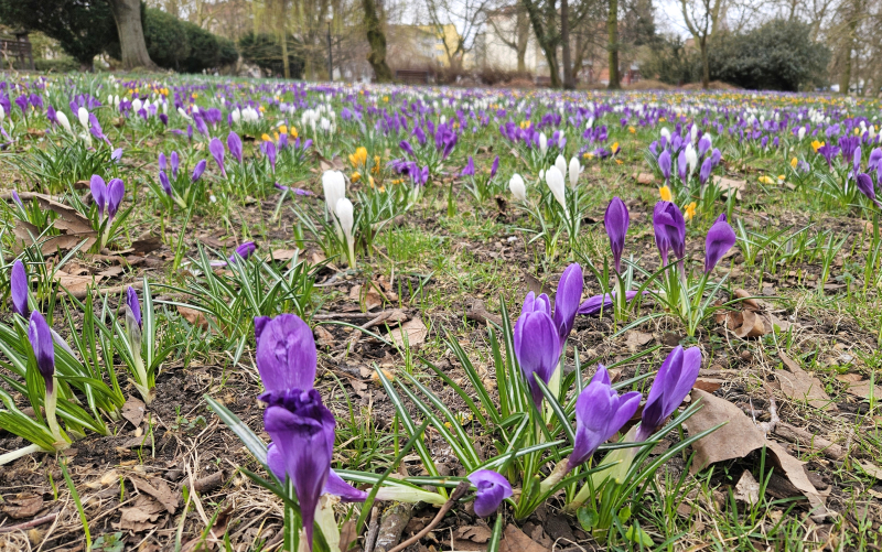2/7 Dywan z kwitnących krokusów w parku Wiosny Ludów w Gorzowie