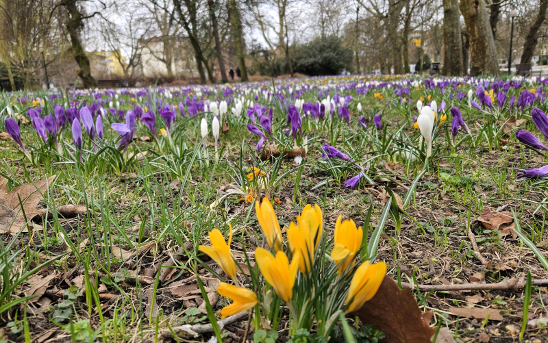 3/7 Dywan z kwitnących krokusów w parku Wiosny Ludów w Gorzowie