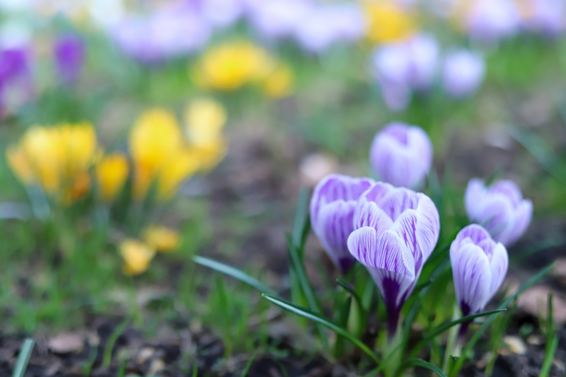 5/7 Dywan z kwitnących krokusów w parku Wiosny Ludów w Gorzowie