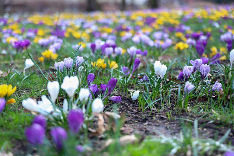 Dywan z kwitnących krokusów w parku Wiosny Ludów w Gorzowie