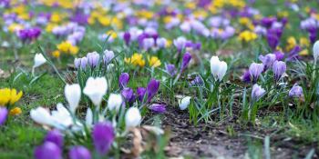Dywan z kwitnących krokusów w parku Wiosny Ludów w Gorzowie