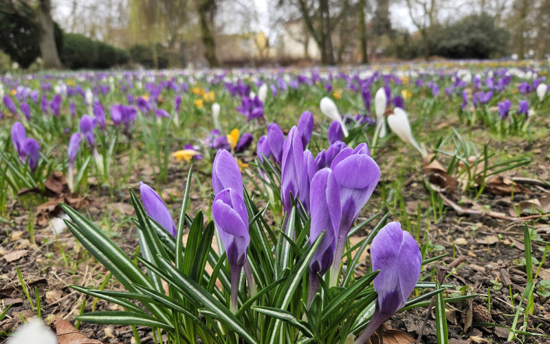 7/7 Dywan z kwitnących krokusów w parku Wiosny Ludów w Gorzowie