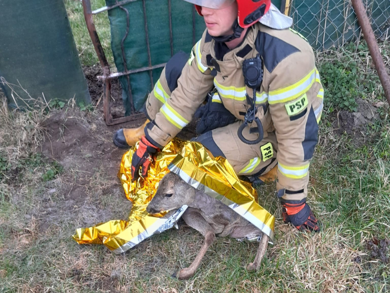 2/4 Sarna utknęła w metalowym ogrodzeniu przy działkach